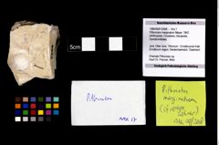 Foto (Objekt + Etikett) von Pithonoton marginatum (Meyer, 1842)  (NHMW-GEO-1990-0041-2558)
